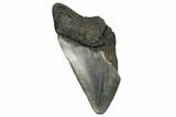 Partial, Fossil Megalodon Tooth - South Carolina #180886-1
